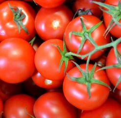 All-in-One Salsa Garden Variety Pack -Speed now shutterstock 195977270 510f2342 5a08 46ea bfb0 3dcce1f9b78f