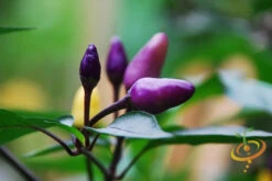 Pepper (Hot) - Purple Tiger 🔥🔥 11 Pepper (Hot) - Purple Tiger 🔥🔥 -Speed now shutterstock 197436335