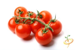 Tomato - Gardener's Delight/Sugar Lump (Indeterminate) -Speed now shutterstock 19869520