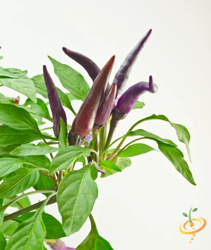 Pepper (Hot) - Cayenne, Purple 🔥🔥🔥 4 Pepper (Hot) - Cayenne, Purple 🔥🔥🔥 - Image 2