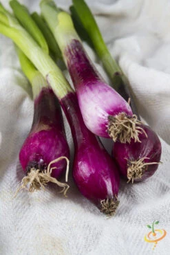 Onion - Crimson Forest (Bunching) -Speed now shutterstock 205389511