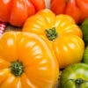 Tomato - Beefsteak, Yellow (Indeterminate) -Speed now shutterstock 209033719 700x 010f3a0e 3857 44bf 9fcc e393c5af2084