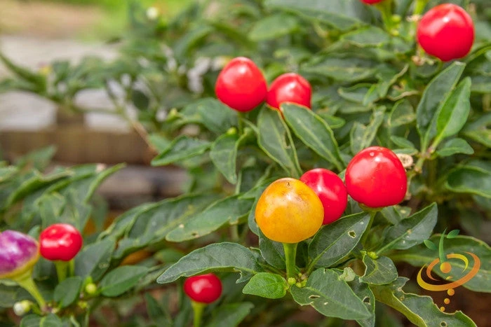 Pepper (Hot) - Tepin 🔥🔥🔥 4 Pepper (Hot) - Tepin 🔥🔥🔥 - Image 2