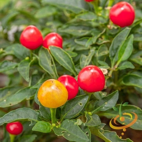 Pepper (Hot) - Tepin 🔥🔥🔥 3 Pepper (Hot) - Tepin 🔥🔥🔥