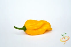 Pepper (Hot) - Devil's Tongue, Yellow 🔥🔥🔥🔥🔥 13 Pepper (Hot) - Devil's Tongue, Yellow 🔥🔥🔥🔥🔥 -Speed now shutterstock 212459332