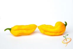 Pepper (Hot) - Devil's Tongue, Yellow 🔥🔥🔥🔥🔥 12 Pepper (Hot) - Devil's Tongue, Yellow 🔥🔥🔥🔥🔥 -Speed now shutterstock 212459350