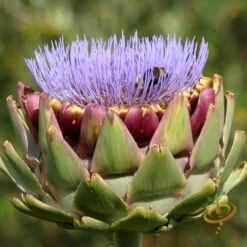 Cardoon (Purple Artichoke Thistle) -Speed now shutterstock 32483491
