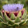 Cardoon (Purple Artichoke Thistle) 2 Cardoon (Purple Artichoke Thistle) -Speed now shutterstock 32483491 grande 9528af58 d159 4ef7 a6a6 568f7e12b5bd