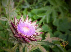 Cardoon (Purple Artichoke Thistle) -Speed now shutterstock 36285286