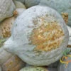 Squash (Winter) - Hubbard, Baby Blue -Speed now shutterstock 40798921 700x 63b1cc9a 534c 4a8b 82cb c6860c40dbc0
