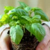Basil, Genovese (Sweet Basil) 2 Basil, Genovese (Sweet Basil) -Speed now shutterstock 53004445 700x 9bd99908 120f 42a8 8f0a 97449fbc672c