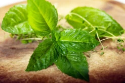 Basil, Italian Large Leaf -Speed now shutterstock 54063214