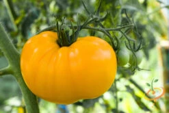 Tomato - Brandywine, Yellow (Indeterminate) -Speed now shutterstock 59967685