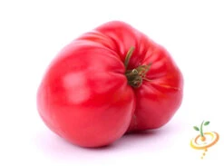 Tomato - Beefsteak, Pink (Indeterminate) -Speed now shutterstock 85737416