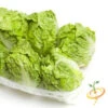 Lettuce - Little Gem 2 Lettuce - Little Gem -Speed now shutterstock 95125831 700x 15ff19a5 63d6 4ded ba47 3be989ef4afc