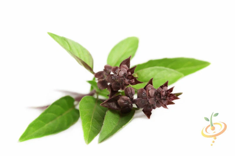 Basil, Licorice 7 Basil, Licorice - Image 5