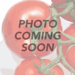 Tomato - Thessaloniki (Indeterminate)