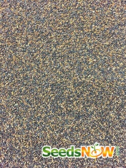 Thyme -Speed now thyme seeds 2