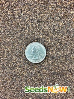 Thyme -Speed now thyme seeds 3