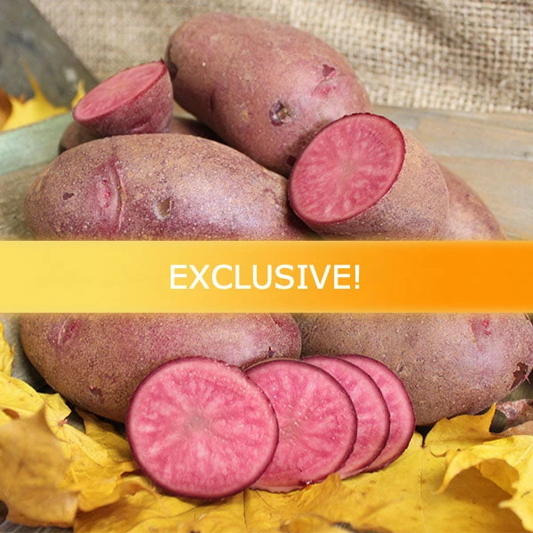 Potato (Mid-Season) Fingerling - Vermillion 3 Potato (Mid-Season) Fingerling - Vermillion