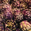Artichoke - Violet Star -Speed now violet star