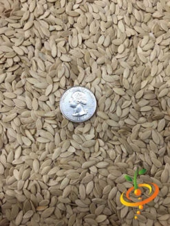 Cucumber - White Wonder 19 Cucumber - White Wonder -Speed now white wonder 2