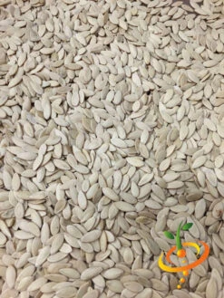 Cucumber - White Wonder 18 Cucumber - White Wonder -Speed now white wonder 4