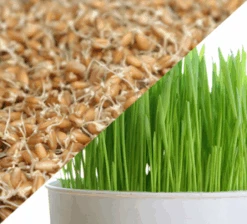 All-in-One Sprouts/Microgreens Seed Bank W/Sprouting Jar 20 All-in-One Sprouts/Microgreens Seed Bank W/Sprouting Jar -Speed now whtberries 1