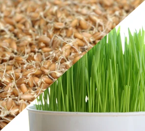 All-in-One Sprouts/Microgreens Seed Bank W/Sprouting Jar 9 All-in-One Sprouts/Microgreens Seed Bank W/Sprouting Jar - Image 7