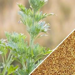 All-in-One Mosquito Repellent Garden Variety Pack 6 All-in-One Mosquito Repellent Garden Variety Pack - Image 5