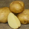 Potato (Late-Season) - Yellow Finn (Organic/Heirloom) 1 Potato (Late-Season) - Yellow Finn (Organic/Heirloom) -Speed now yellow finn potato