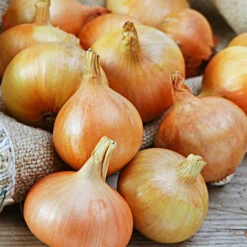 Onion (Sets) - Rock, Yellow