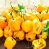 Pepper (Hot) - Habanero, Lemon 🔥🔥🔥🔥 2 Pepper (Hot) - Habanero, Lemon 🔥🔥🔥🔥 -Speed now yellowlemonhabaneroseeds