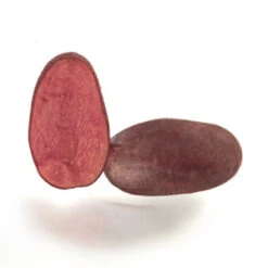 Potato (Early-Season) - Zoe